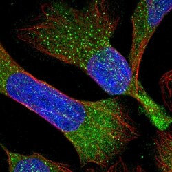 RBMS3 Antibody, Novus Biologicals 25 &mu;L; Unlabeled:Antibodies, Polyclonal
